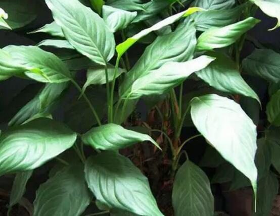 萬(wàn)年青的作用，凈化空氣、利尿、解毒