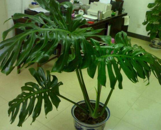 龜背竹的修剪方法圖解，主要以整株、枝頂、整修修剪為主