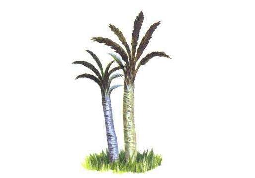 蘇鐵開花有什么征兆，開花之后是不會死的