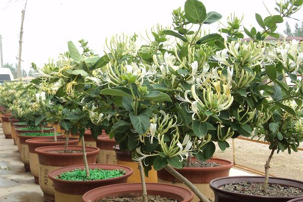 金銀花盆栽養(yǎng)殖方法和注意事項(xiàng)，澆水見干見濕需遮蔽強(qiáng)光