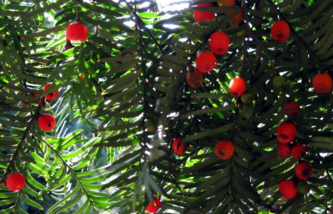 紅豆杉盆景價格，不同品種價格不同