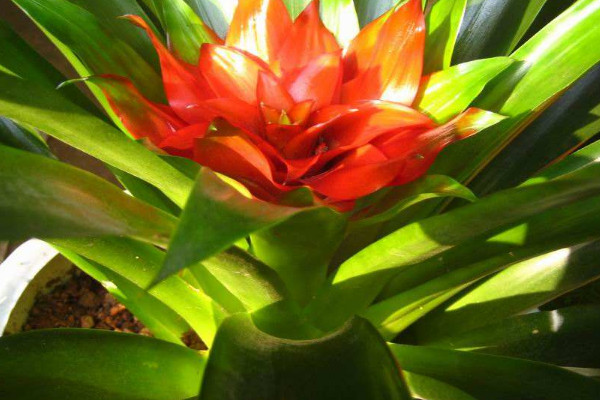 鴻運當頭花為什么變白了