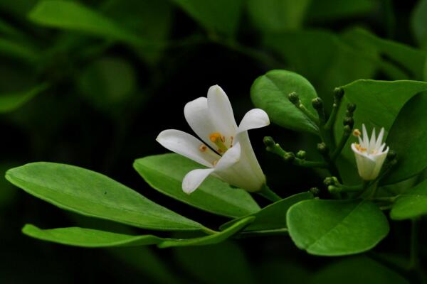 九里香盆栽怎么養(yǎng)，必須要掌握的5大要點