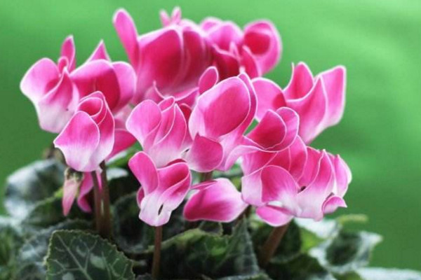 仙客來葉子發(fā)黃怎么辦