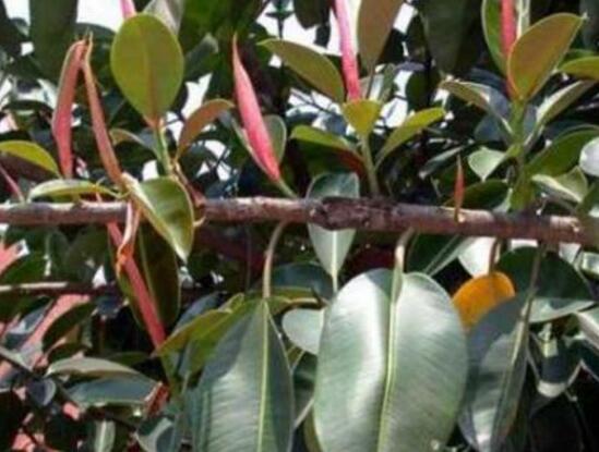 橡皮樹怎么換盆，教你四個簡單易學(xué)的方法