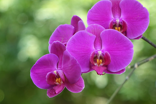 蝴蝶蘭掉花苞怎么補(bǔ)救