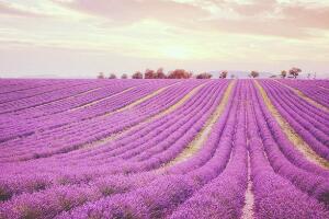 薰衣草代表什么意思，薰衣草花語(yǔ)是什么/等待愛(ài)情