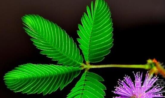 養(yǎng)含羞草對人體有害嗎，含有輕微的毒性/無害(放心養(yǎng)殖)