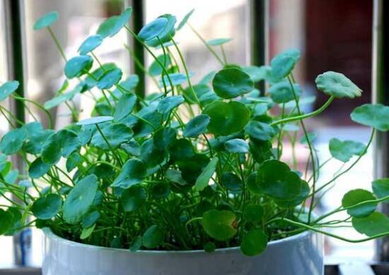 銅錢草會開花嗎，銅錢草的花語是什么