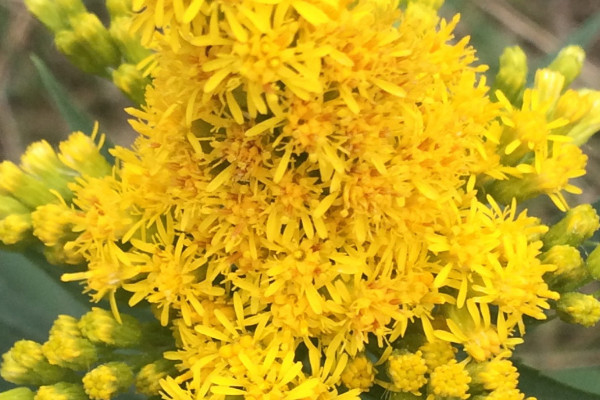 秋麒麟花語(yǔ)