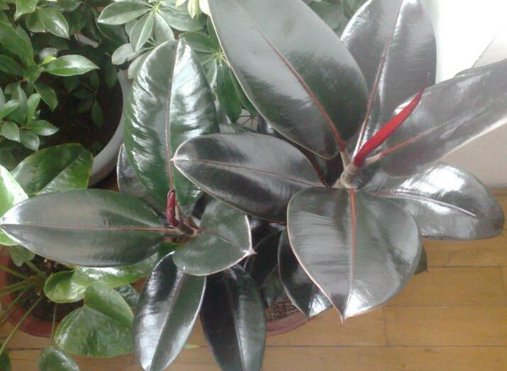 橡皮樹的副作用，對(duì)人體沒有特別大的傷害