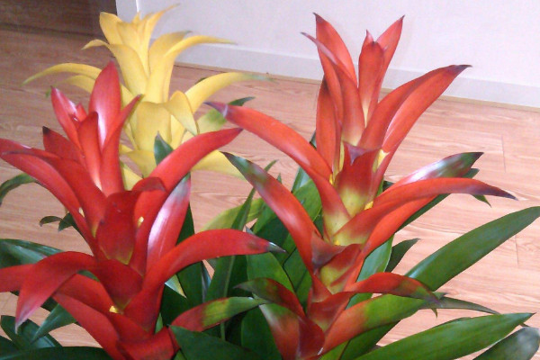 鴻運(yùn)當(dāng)頭的葉子干卷了怎么辦