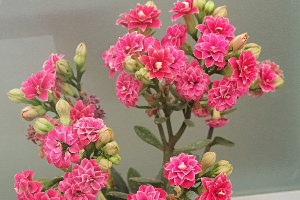 長(zhǎng)壽花花苞期間怎么養(yǎng)護(hù)