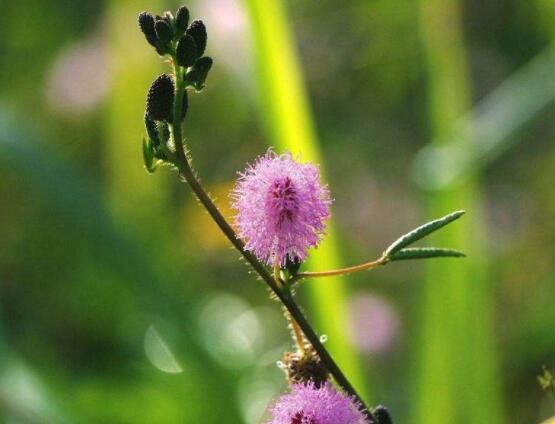 養(yǎng)含羞草對人體有害嗎，含有輕微的毒性/無害(放心養(yǎng)殖)
