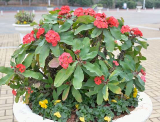 虎刺梅病蟲害及防治，根腐病與介殼蟲最為常見