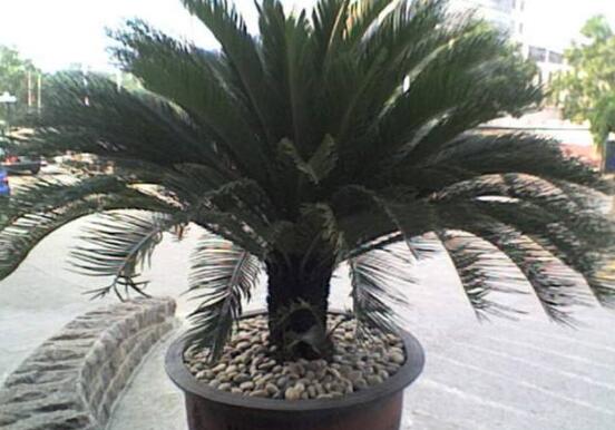 鐵樹怎么養(yǎng)，鐵樹的養(yǎng)殖方法和注意事項