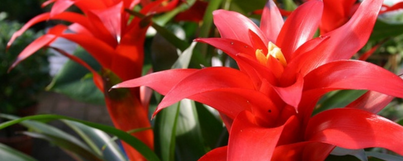 鴻運當(dāng)頭的花期有多長