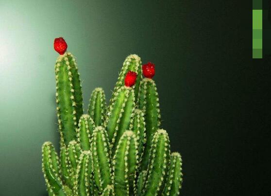 仙人掌的藥用價值，盤點仙人掌八大藥用療效