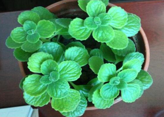 碰碰香爛根處理方法，老農(nóng)總結(jié)兩種最簡單有效措施(輕度與重度)