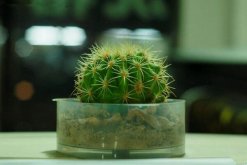 仙人球的繁殖方法，以下三種繁殖方法必須要掌握