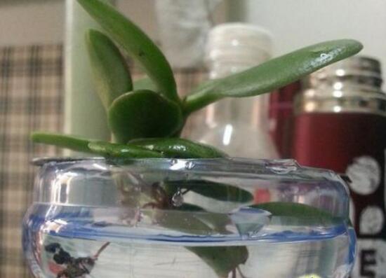 玉樹可以水培嗎，玉樹水培生根方法