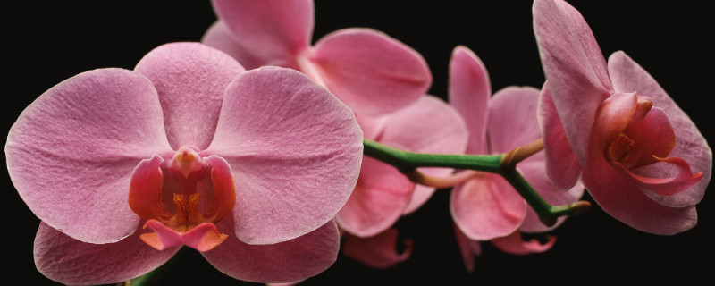 哪種蝴蝶蘭四季開(kāi)花