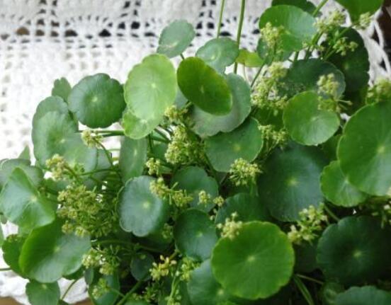 銅錢草水培好還是土培好，水培和土培兩者皆好