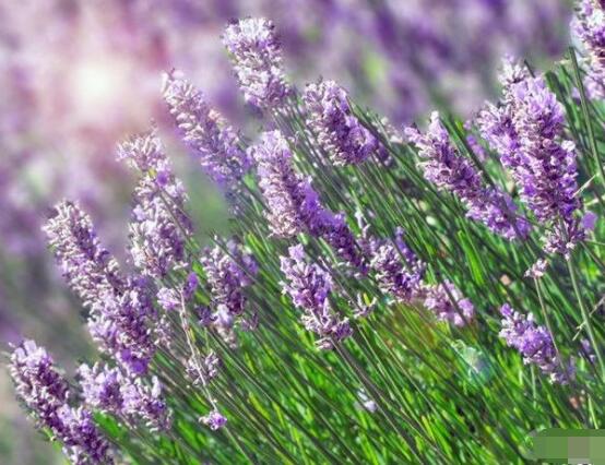 薰衣草有什么功效，舒緩修護(hù)、改善心肌、安撫神經(jīng)