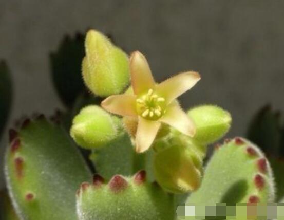 熊童子葉子發(fā)軟怎么辦，總結(jié)最實用三種解決方法