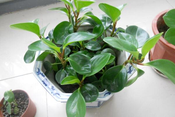 豆瓣綠和碧玉的區(qū)別，豆瓣綠是學(xué)名，碧玉是別稱