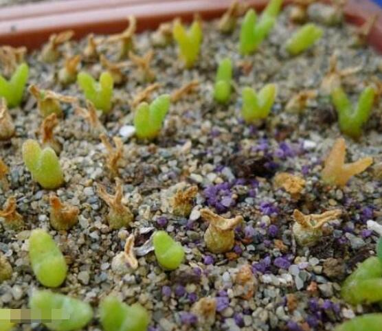 碧光環(huán)多肉有毒嗎，無毒/株型優(yōu)雅、美觀可愛