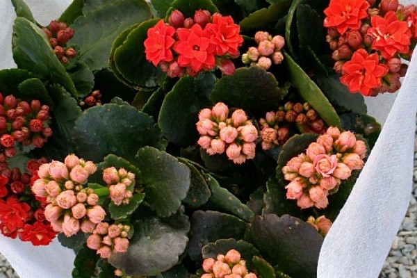 長(zhǎng)壽花夏季怎么管理