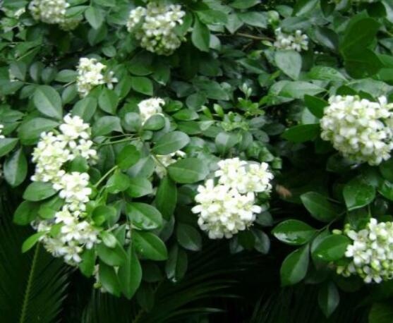 七里香和九里香的區(qū)別，教你三種區(qū)別方法(形態(tài)/生長/作用)