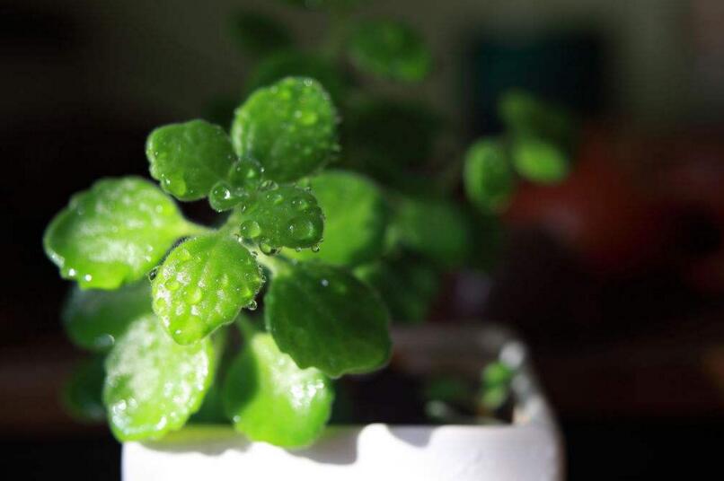 碰碰香能在臥室放嗎，不光可以放/還能制作飲品