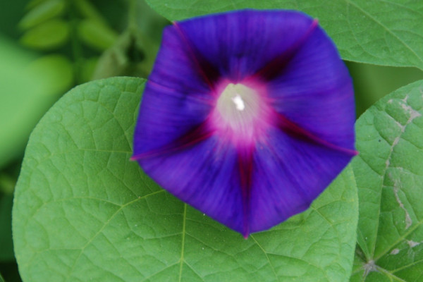 牽?；ㄈ绾吻げ宸敝? src="/nongchan/d/file/20201223/34iwe0ejfhc.jpg" / data-o9Mn="SJ8Hln"></p>
<p data-zJlg="0g5VmJ">
	牽?；ㄟM(jìn)行扦插，需要在適宜的時(shí)間進(jìn)行，它喜歡在溫暖的環(huán)境中生長，所以根據(jù)植株的生長習(xí)性來看，最適宜的扦插時(shí)間在每年的春天，這個(gè)時(shí)候的天氣比較溫暖，扦插之后它能快速生根，存活率比較高。</p>
<p data-0EEI="943CPb">
	<strong data-sCM2="vd4kGg">2、插穗選取</strong></p>
<p data-KY5Q="hEp2s6">
	<img alt=