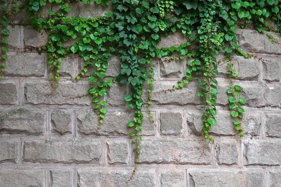 常春藤掉葉子怎么辦，四種原因以及解決辦法