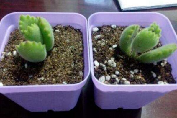 熊童子扦插圖解，4步即可完成熊童子的扦插