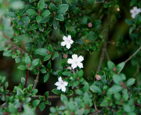 六月雪掉葉子怎么回事，最簡單實(shí)效三種解決辦法