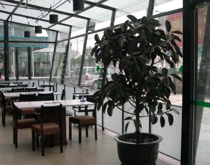 橡皮樹落葉子怎么回事，中自然原因和病害5種原因造成的