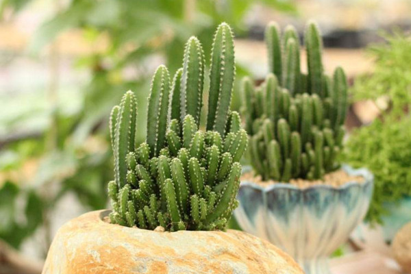 仙人掌適合放哪里，放在陽(yáng)臺(tái)更利于生長(zhǎng)