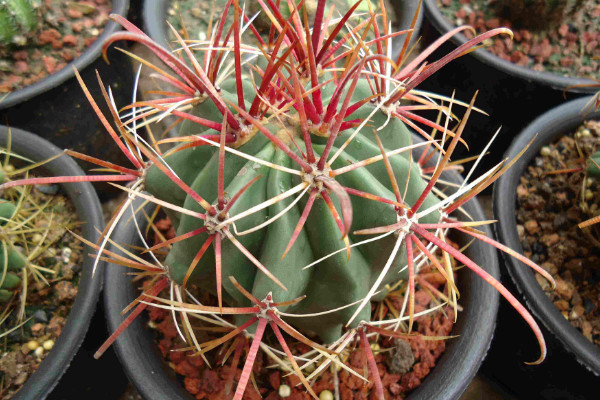 仙人球的種類有哪些，根據(jù)外觀/毛刺/可食用性區(qū)分