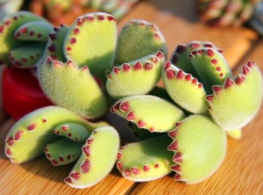 熊童子的花語和傳說，玲瓏優(yōu)雅和綠色山珍美好寓意