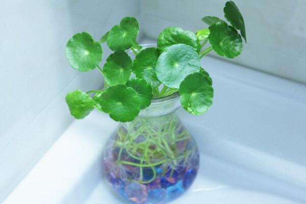 銅錢草水培里面有蟲怎么辦，清水清洗換水重新水培