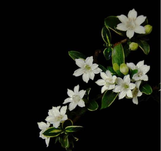 六月雪葉子發(fā)黃脫落怎么辦，分正常落葉和不正常落葉原因