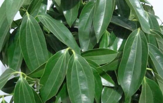 平安樹圖片，平安樹開(kāi)花圖片