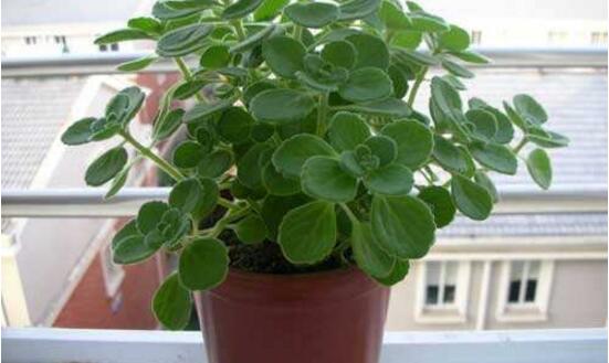 碰碰香有毒嗎，碰碰香一碰就芳香怡人