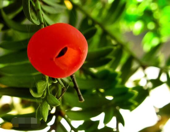 紅豆杉雌雄株怎樣分辨，教你最直觀簡單三種分辨方法