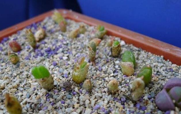 碧光環(huán)怎么繁殖，分播種和扦插兩種方法