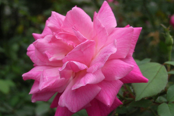 薔薇花會(huì)結(jié)果嗎