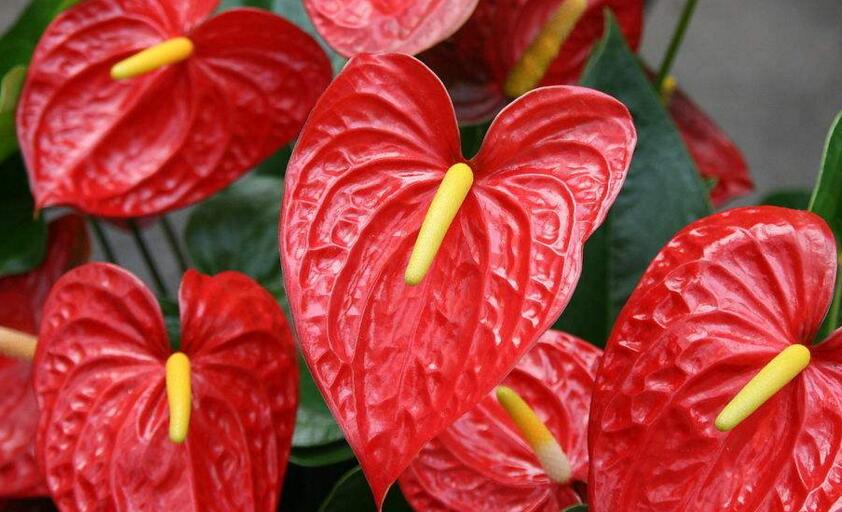 紅掌用什么土栽培，疏松、透氣、有營養(yǎng)很關(guān)鍵